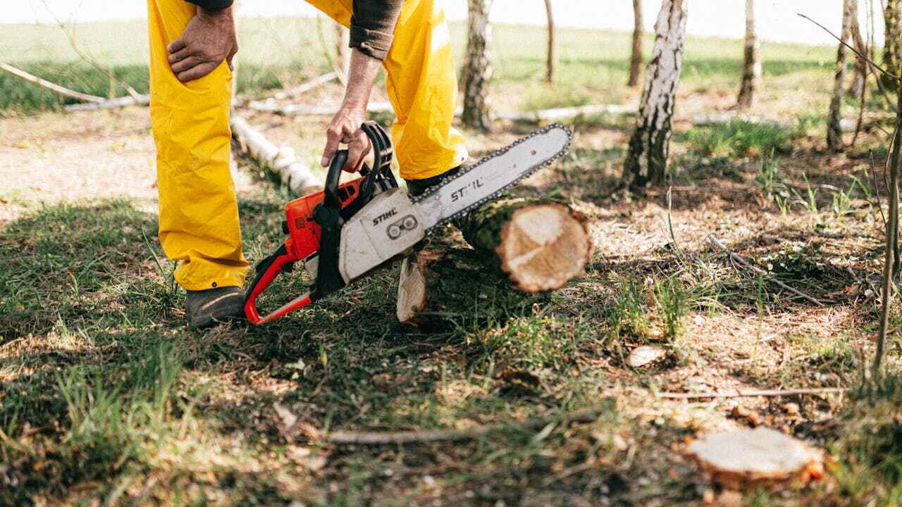 Best Tree Stump Removal  in Norwood, NJ